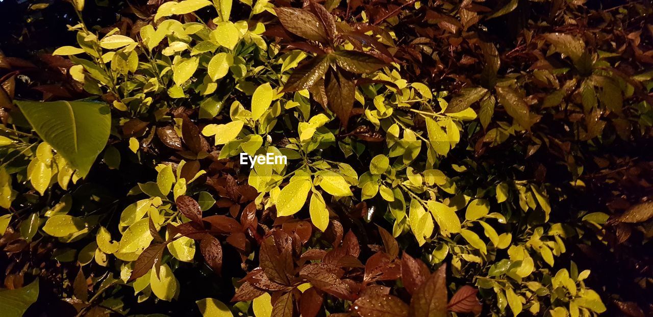 HIGH ANGLE VIEW OF YELLOW LEAVES ON PLANT