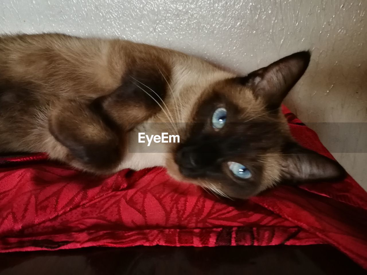 CLOSE-UP PORTRAIT OF A CAT WITH EYES CLOSED