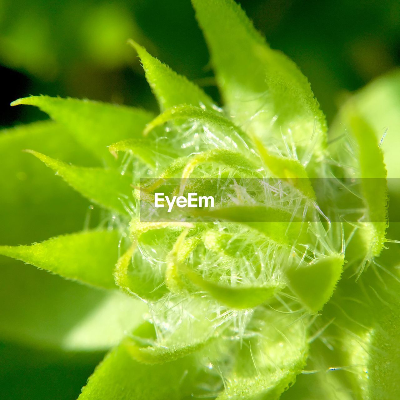 CLOSE-UP OF PLANT