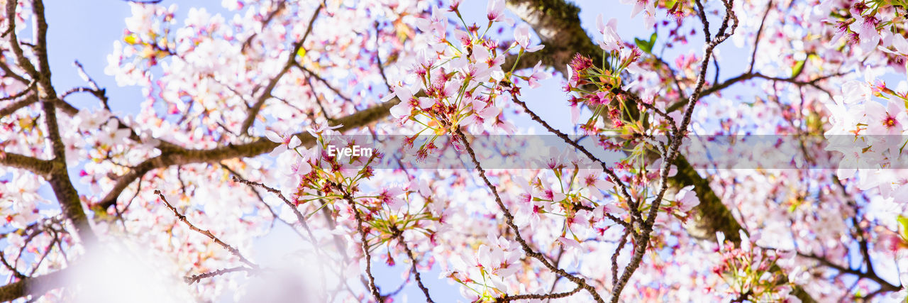 Low angle view of cherry blossoms against sky