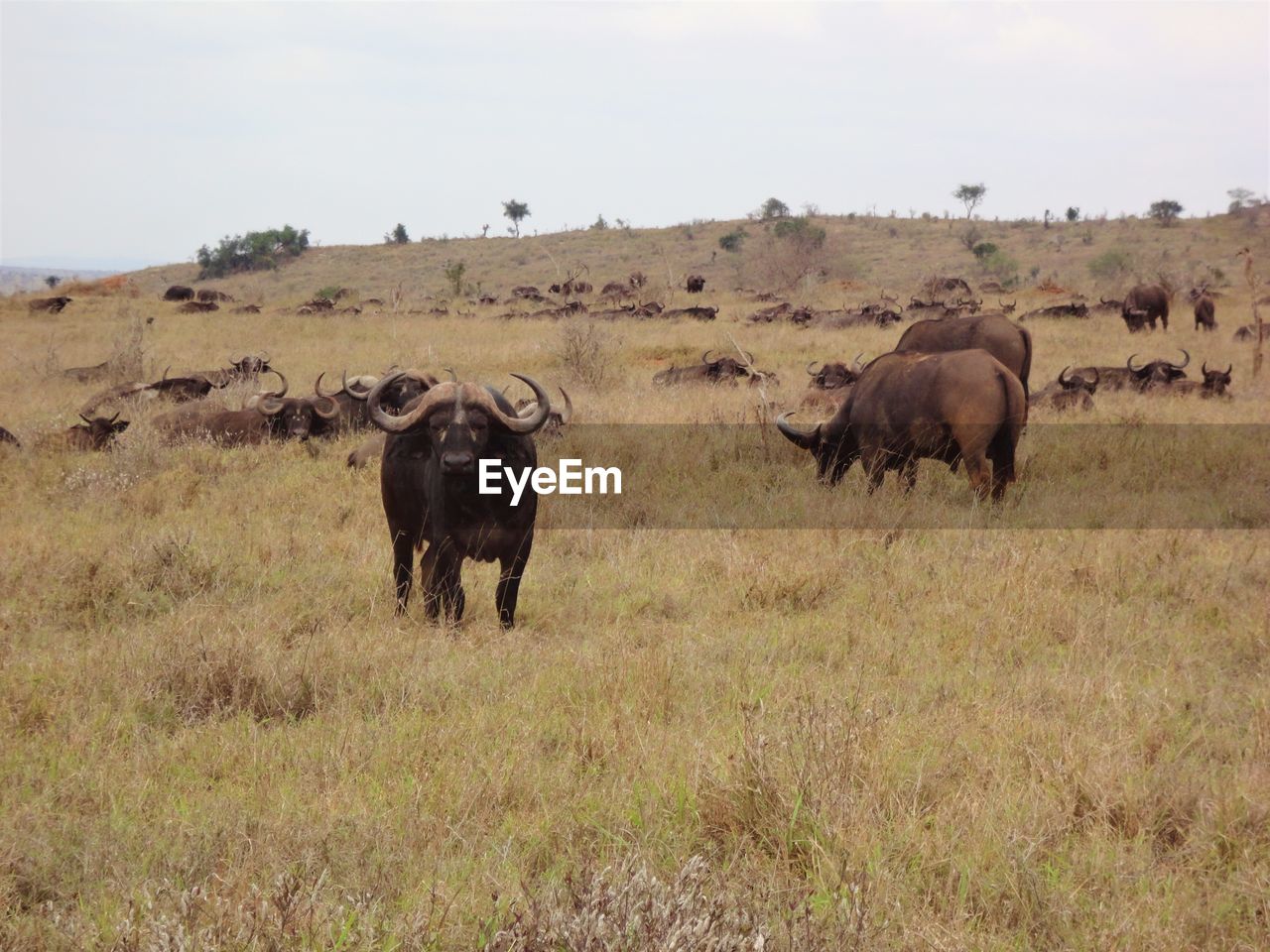 side view of buffalo standing on grassy field