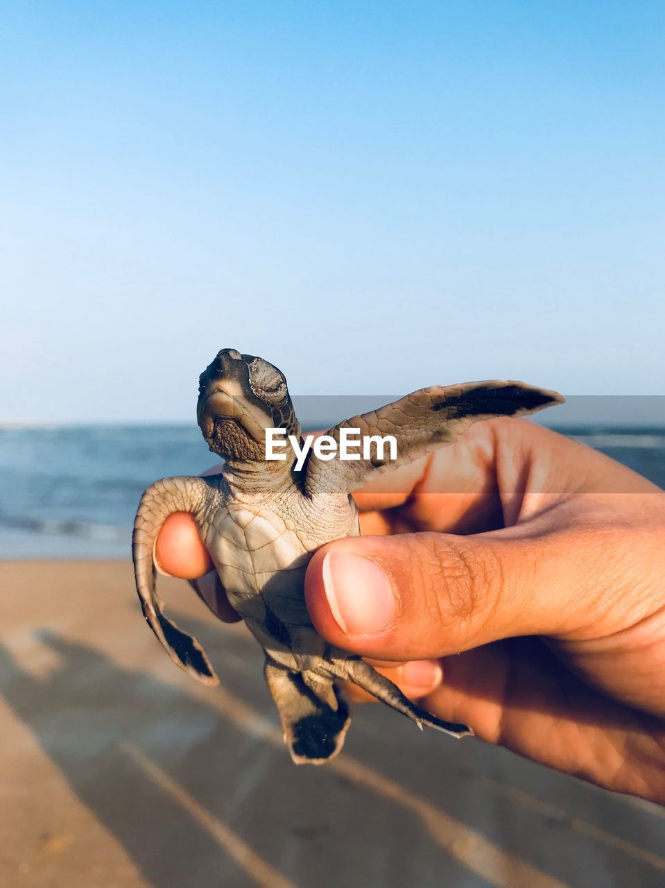 Close-up of hand holding turtle