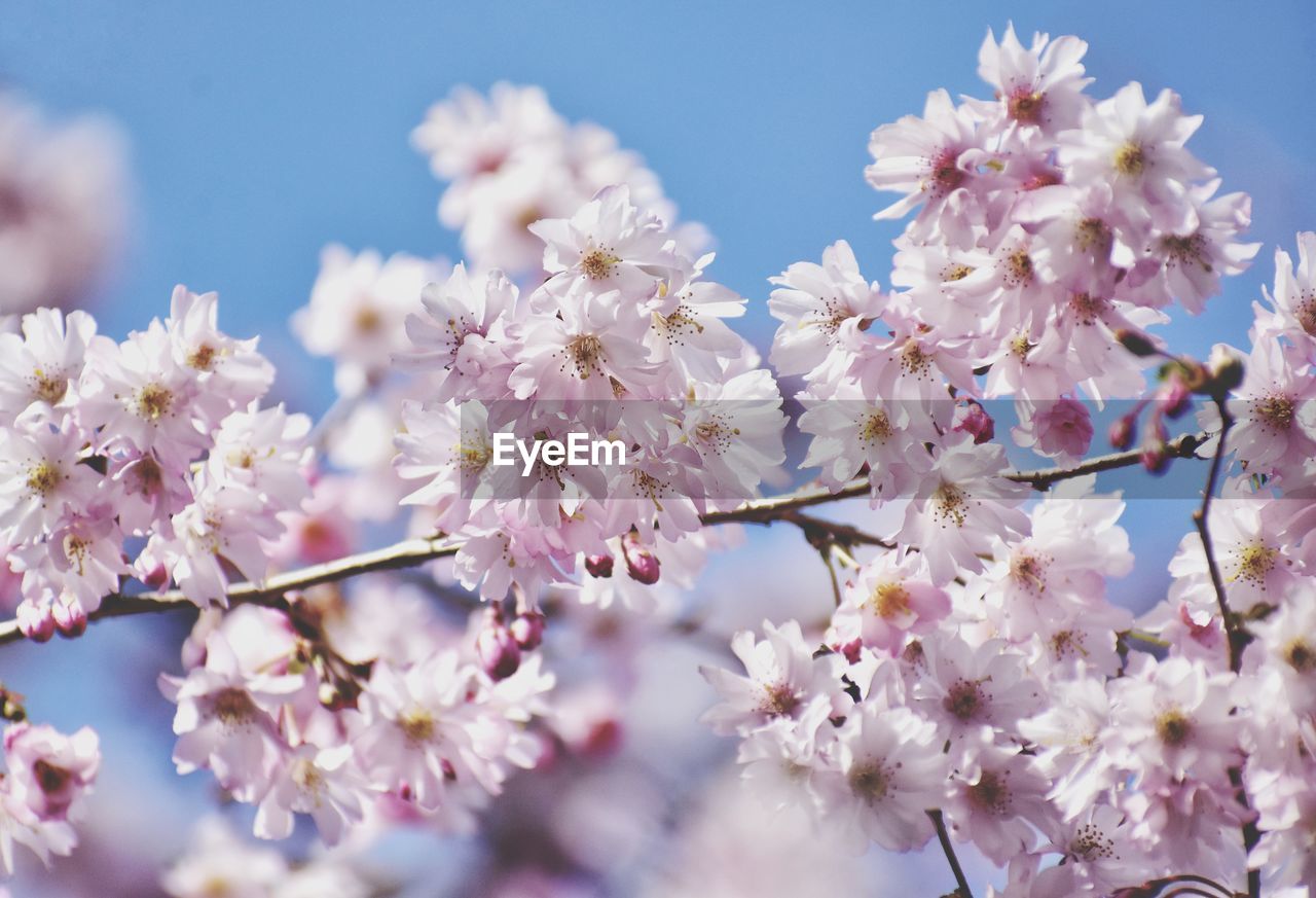 Pink sakura blossom branch in the park in gdynia