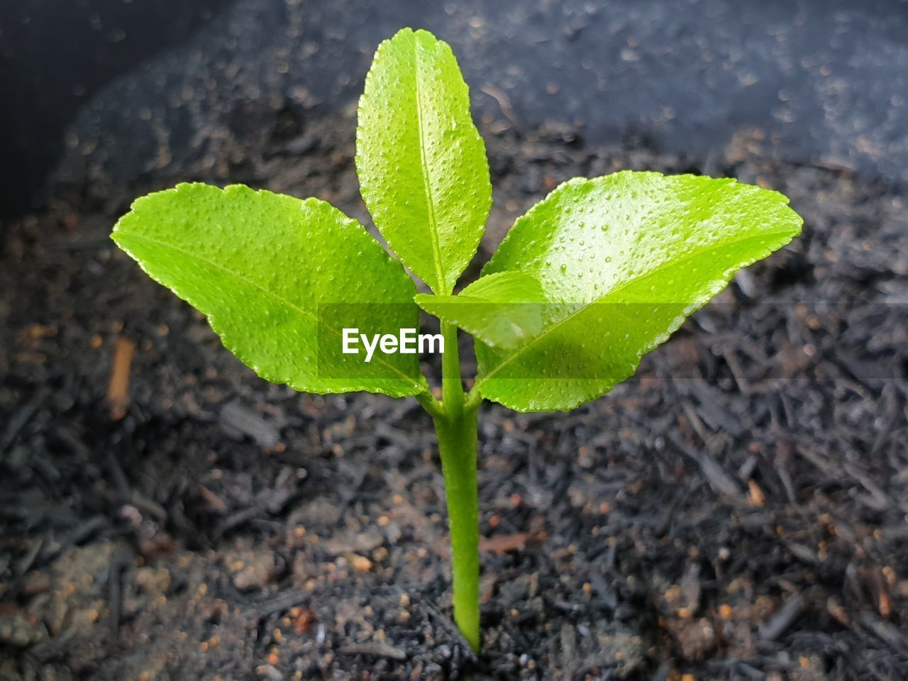 HIGH ANGLE VIEW OF SMALL PLANT GROWING IN FIELD