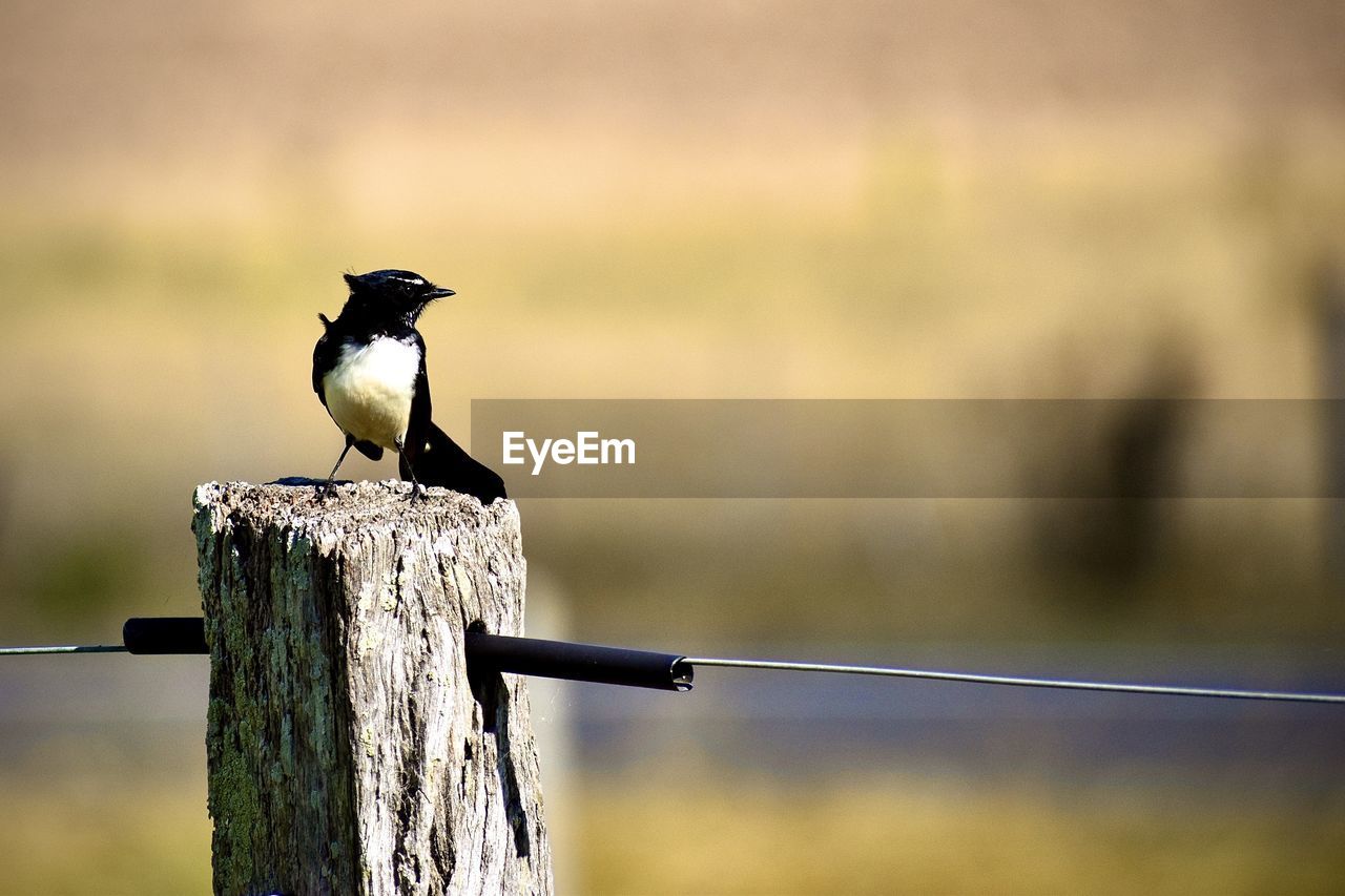 Windy wagtail