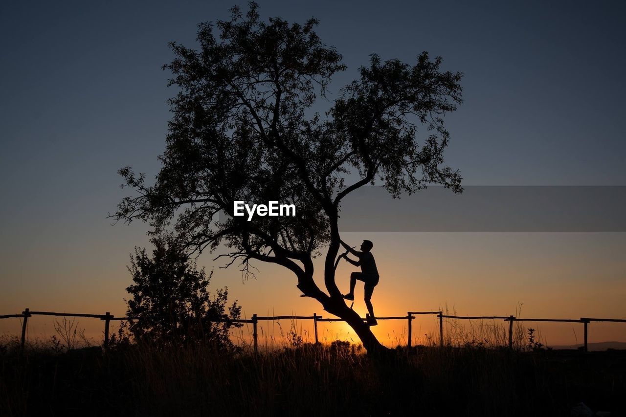 Silhouette of man climbing tree at sunset