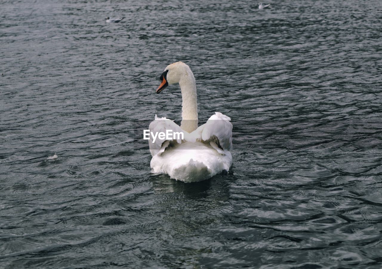 SWAN SWIMMING ON LAKE