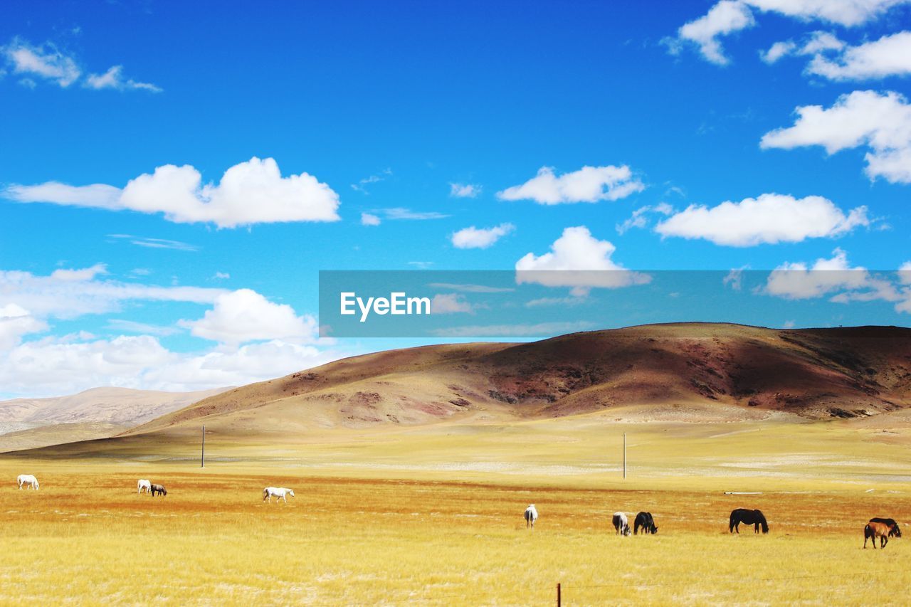 Horses grazing in pasture