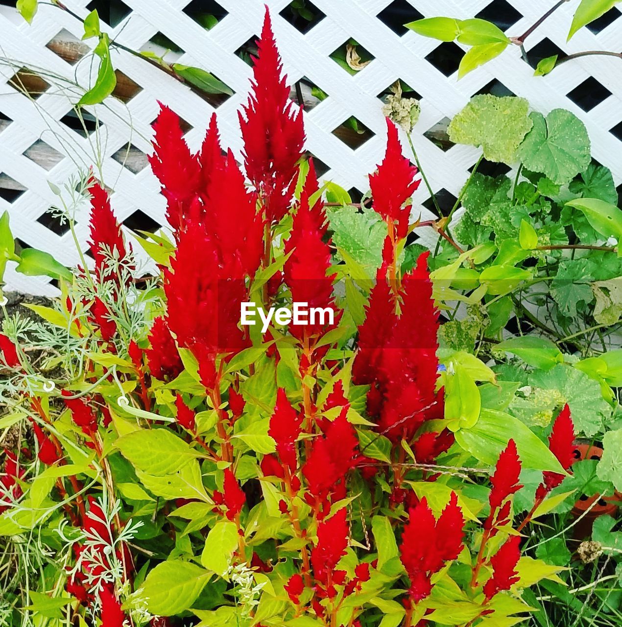 CLOSE-UP OF RED FLOWER