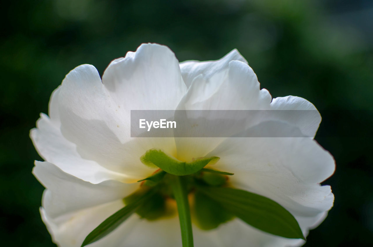 Close-up of white flower