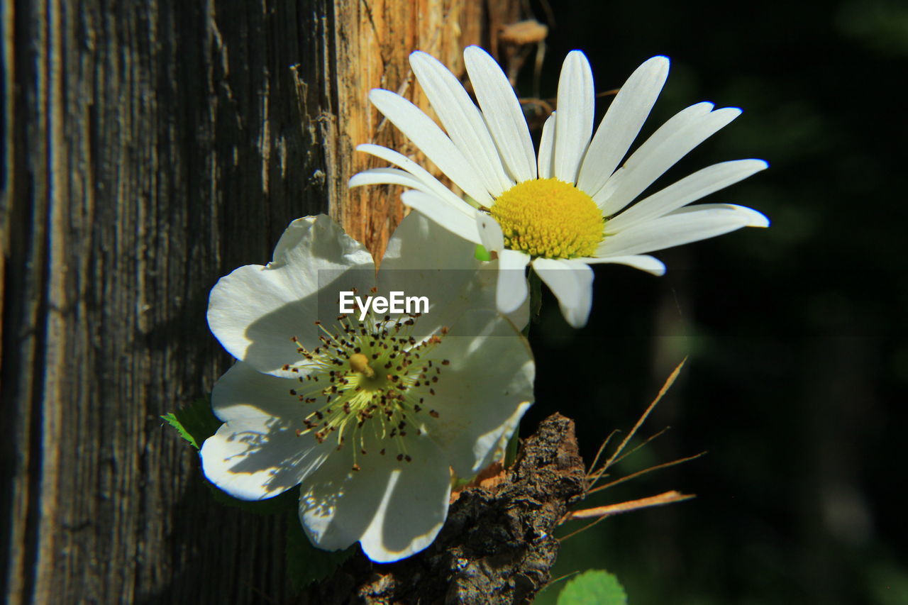 Close-up of white flowering plant