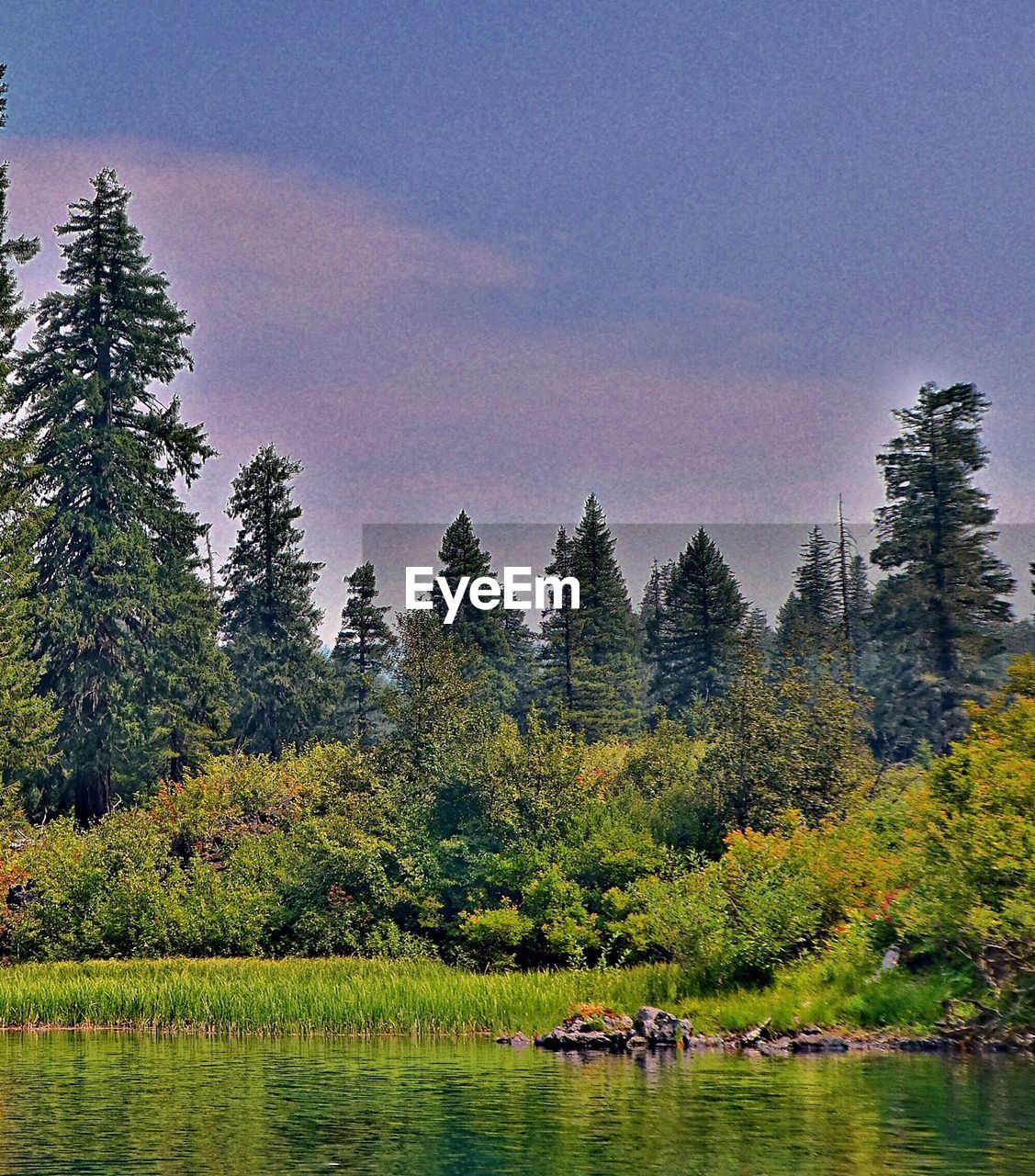 SCENIC VIEW OF LAKE AND TREES