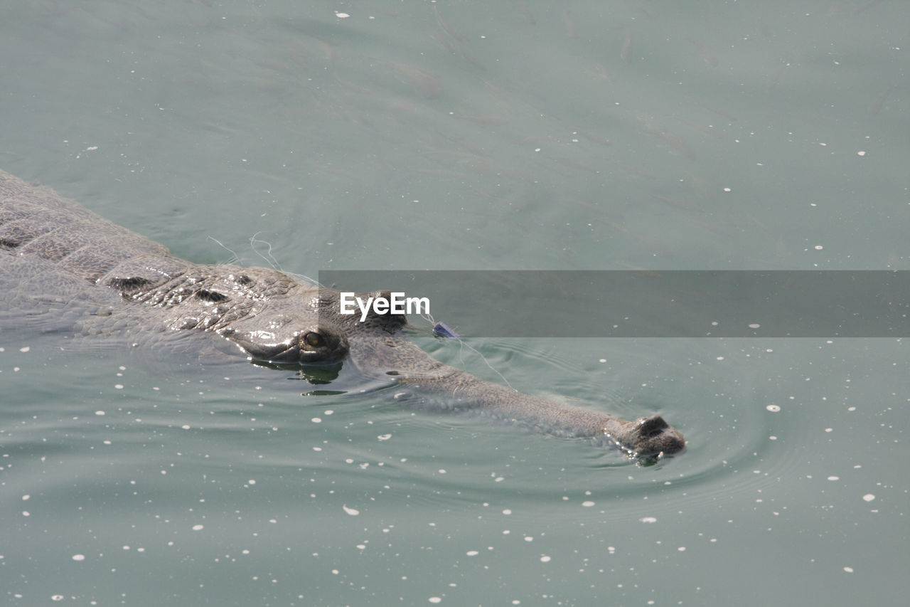 HIGH ANGLE VIEW OF BIRDS SWIMMING IN SEA