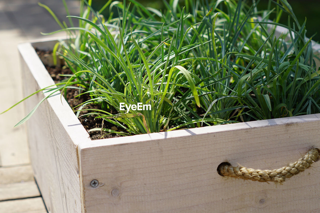Close up of wooden box with grass seedling. garden decoration