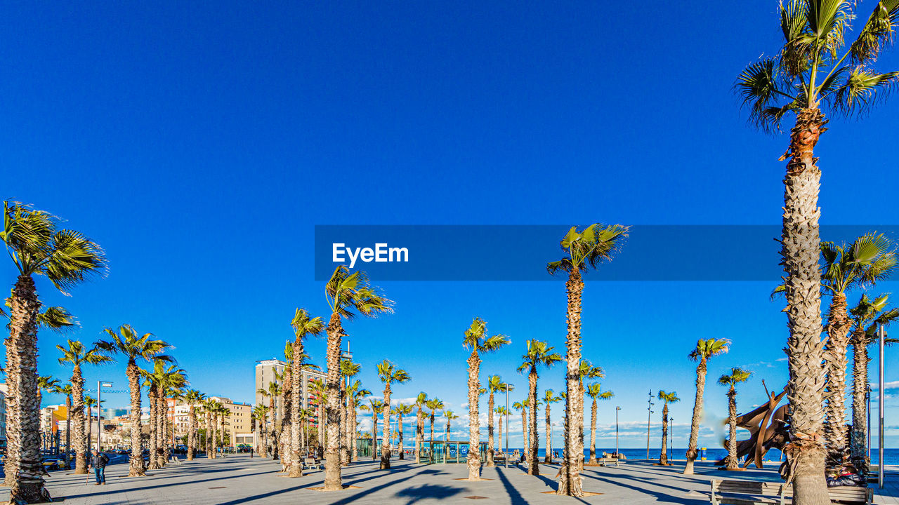 PANORAMIC SHOT OF PALM TREES AGAINST BLUE SKY