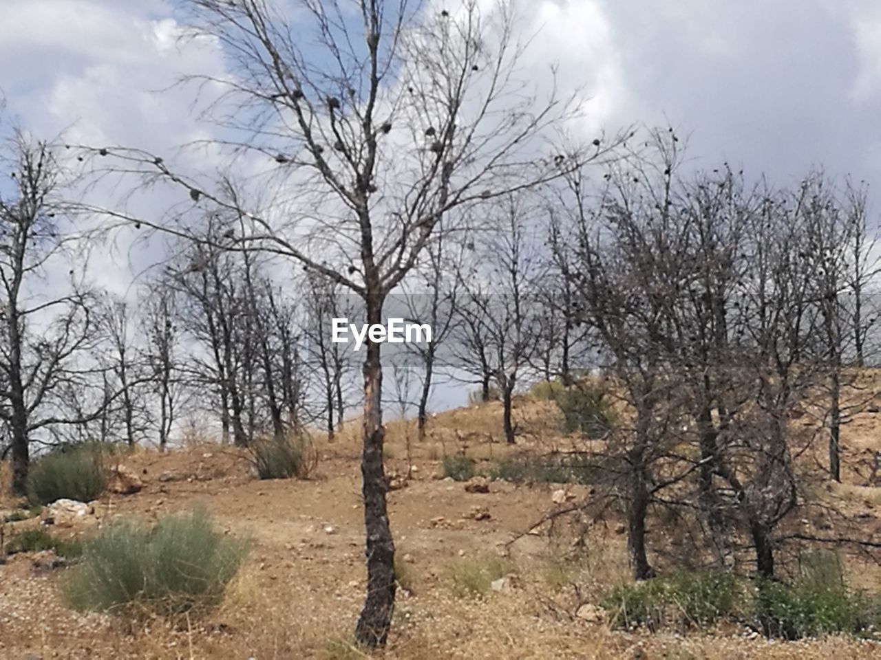 BARE TREE ON FIELD AGAINST SKY