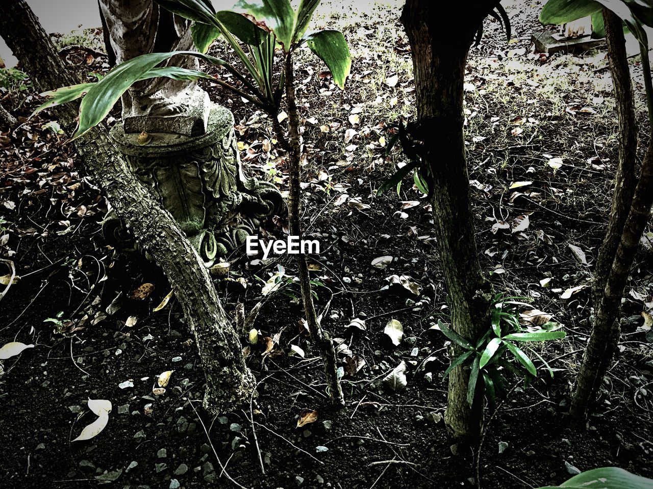 CLOSE-UP OF TREE TRUNKS IN FIELD