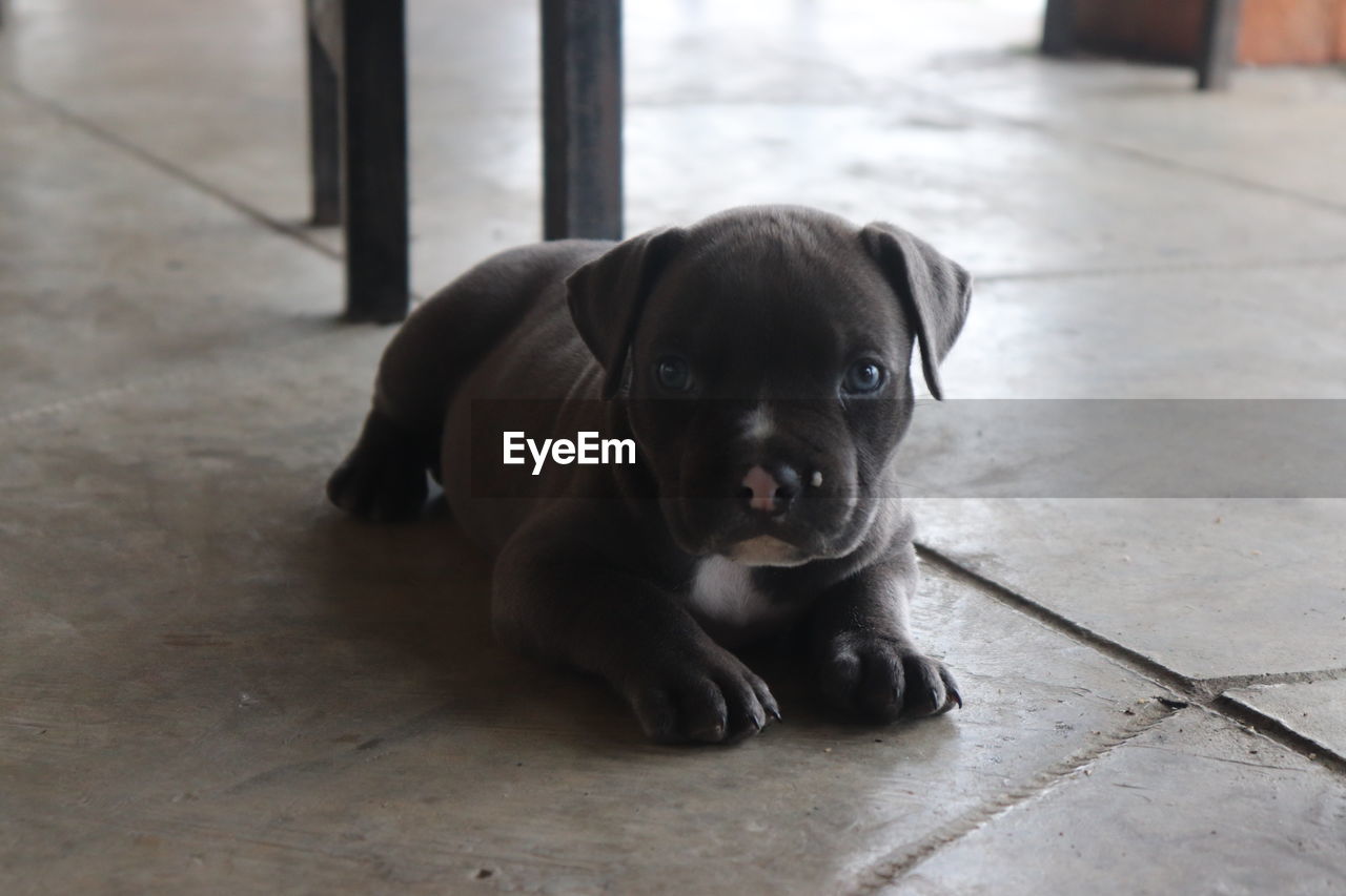 PORTRAIT OF CUTE PUPPY SITTING ON TILED FLOOR