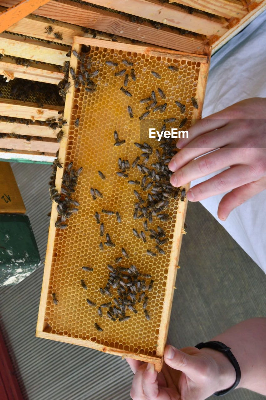 CLOSE-UP OF BEE ON HUMAN HAND HOLDING THE ANIMAL