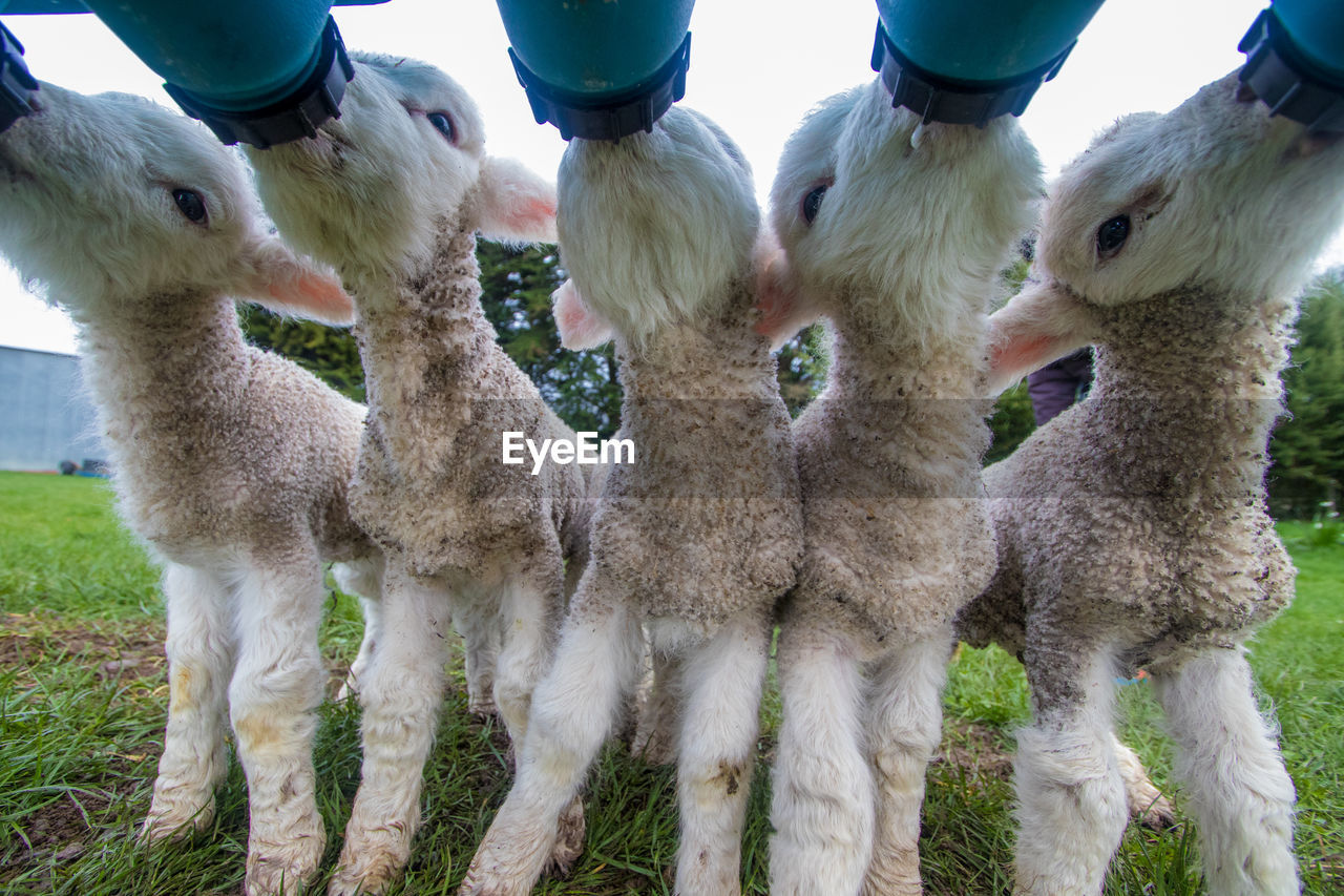 Orphan lambs at feeding time 