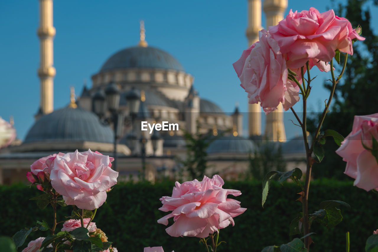 CLOSE-UP OF PINK ROSES AGAINST BLUE SKY