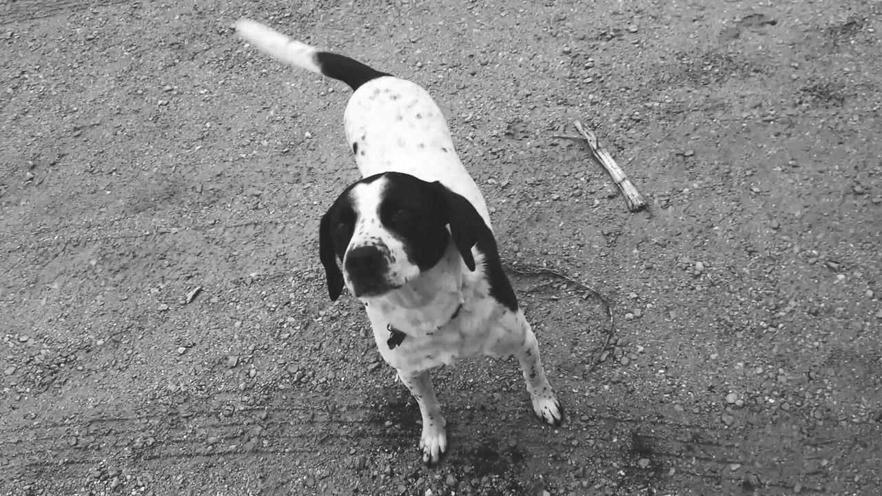 High angle view of dog standing on field