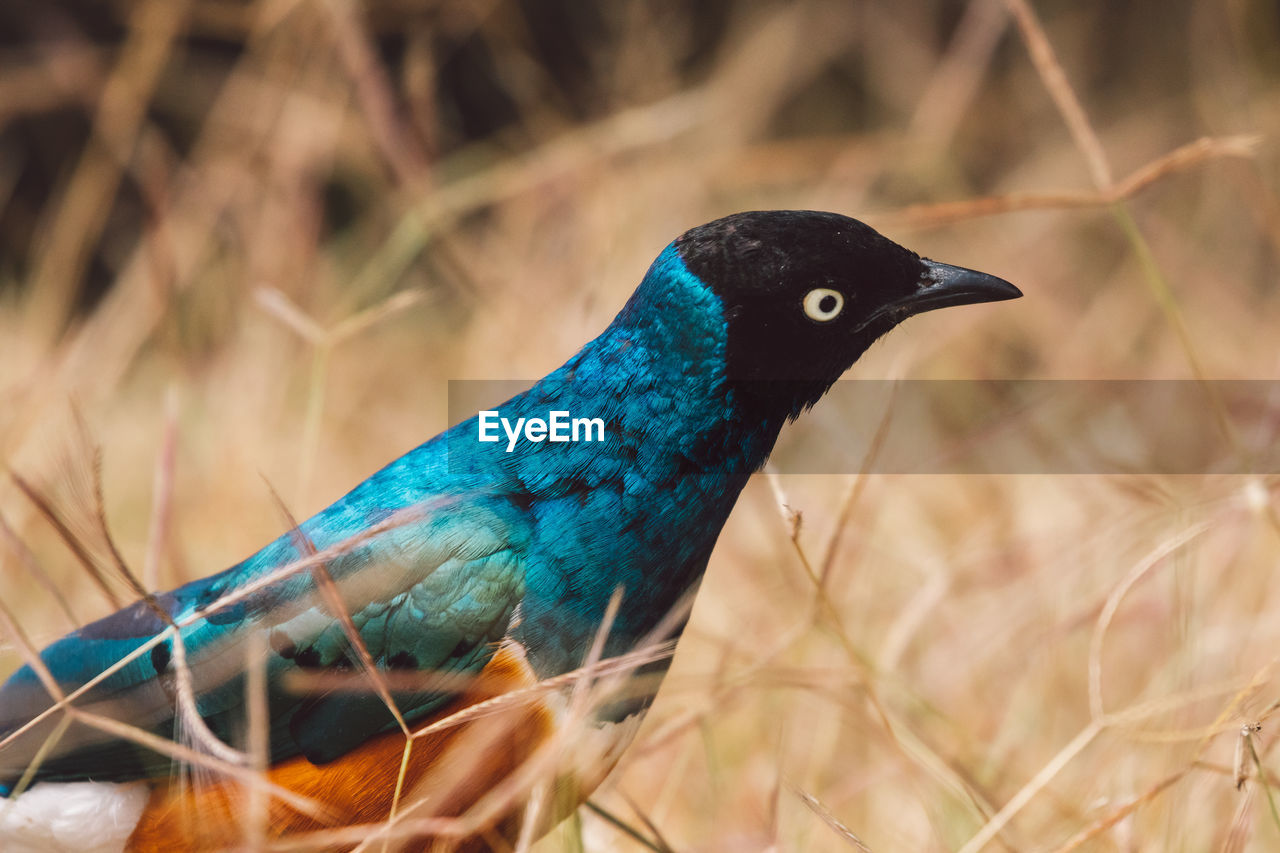 Close-up of bird perching on field