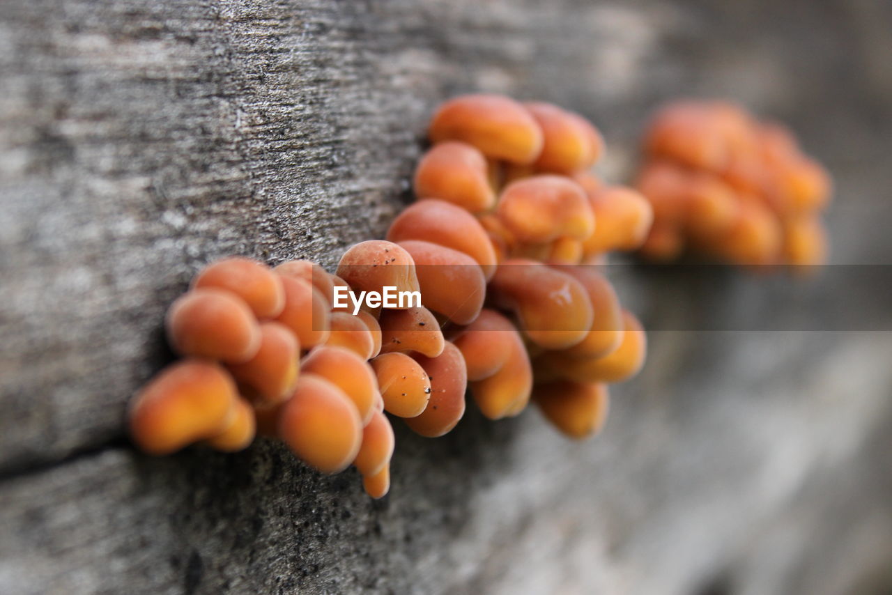 Close-up of orange mushrooms on wood