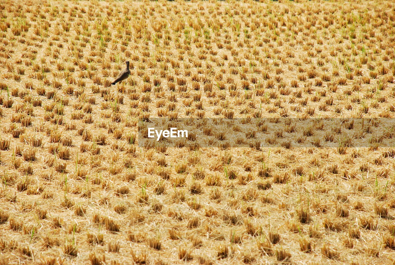 FULL FRAME SHOT OF A LIZARD