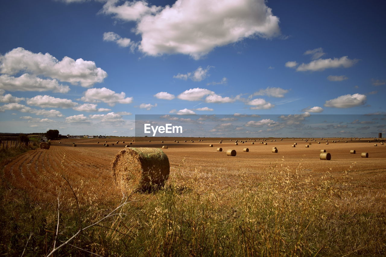 Cows on field against blue sky