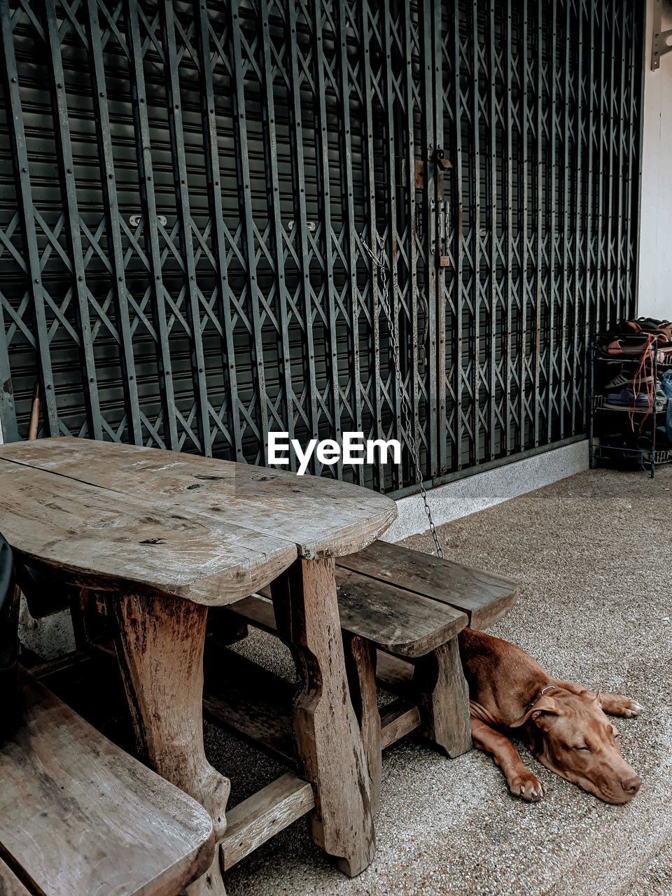 View of a dog sitting on chair