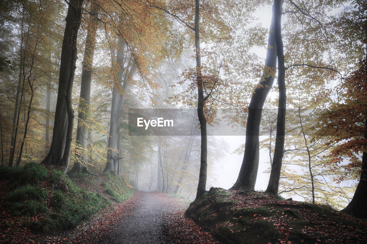 Road passing through forest