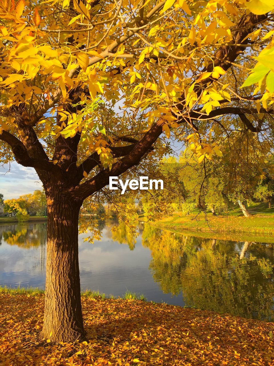 Trees at lakeshore during autumn