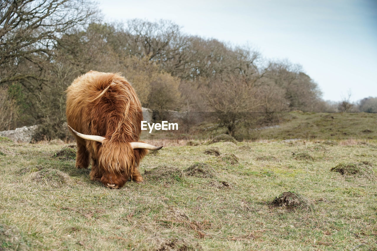 Highland cattle grazing on field