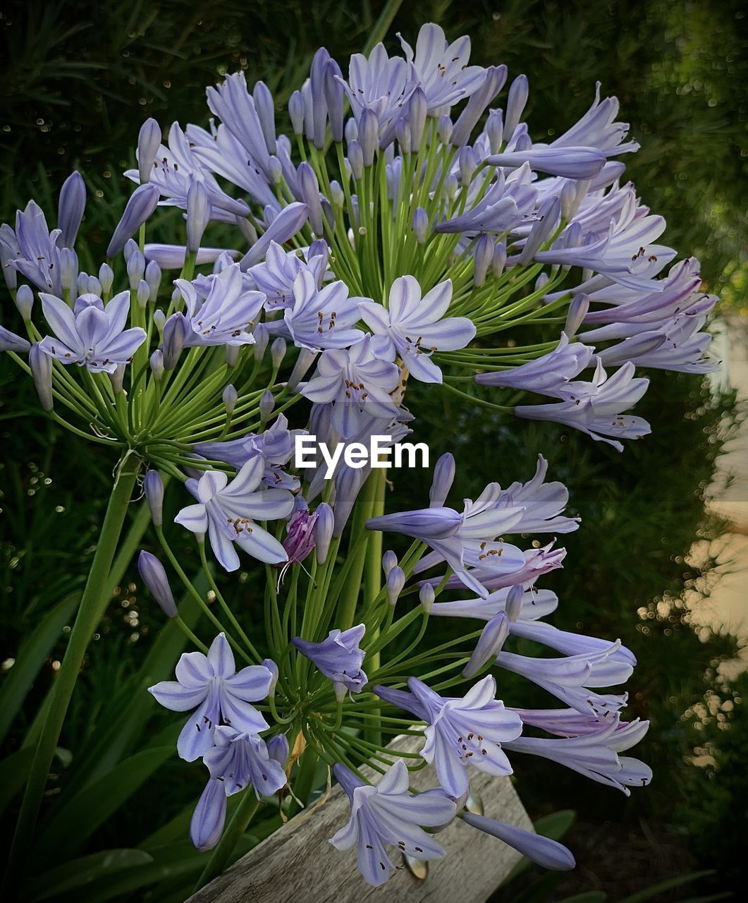 CLOSE-UP OF FLOWERING PLANT IN PARK