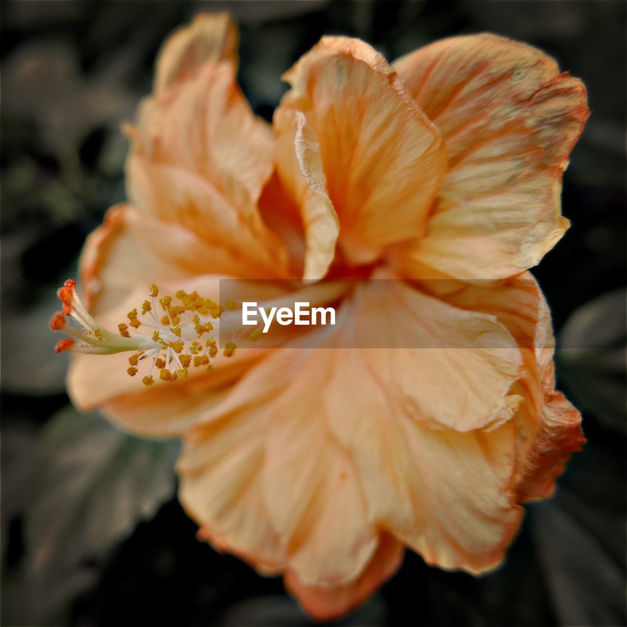 Close-up of orange rose flower