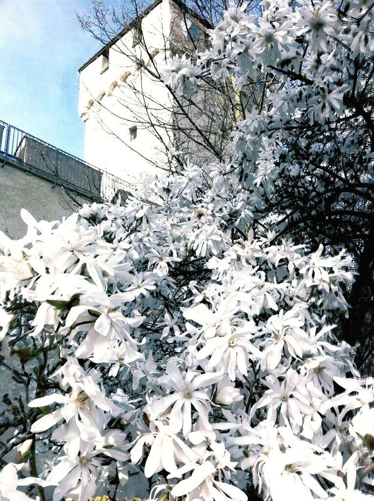 SNOW COVERED BARE TREES