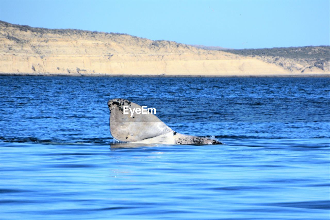 

rare calf of southern right whale