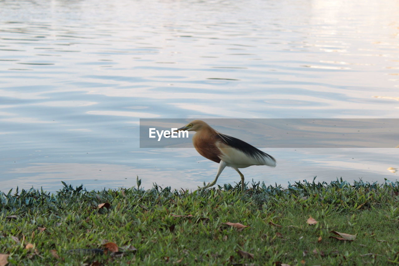 animal themes, animal, bird, animal wildlife, wildlife, one animal, water, nature, lake, wetland, heron, reflection, no people, grass, water bird, plant, day, beauty in nature, outdoors, side view, gray heron, beak