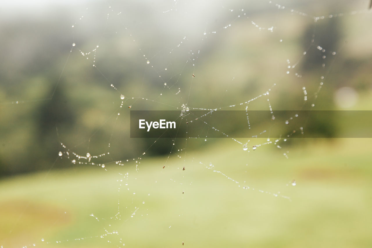 CLOSE-UP OF WET SPIDER WEB IN RAIN