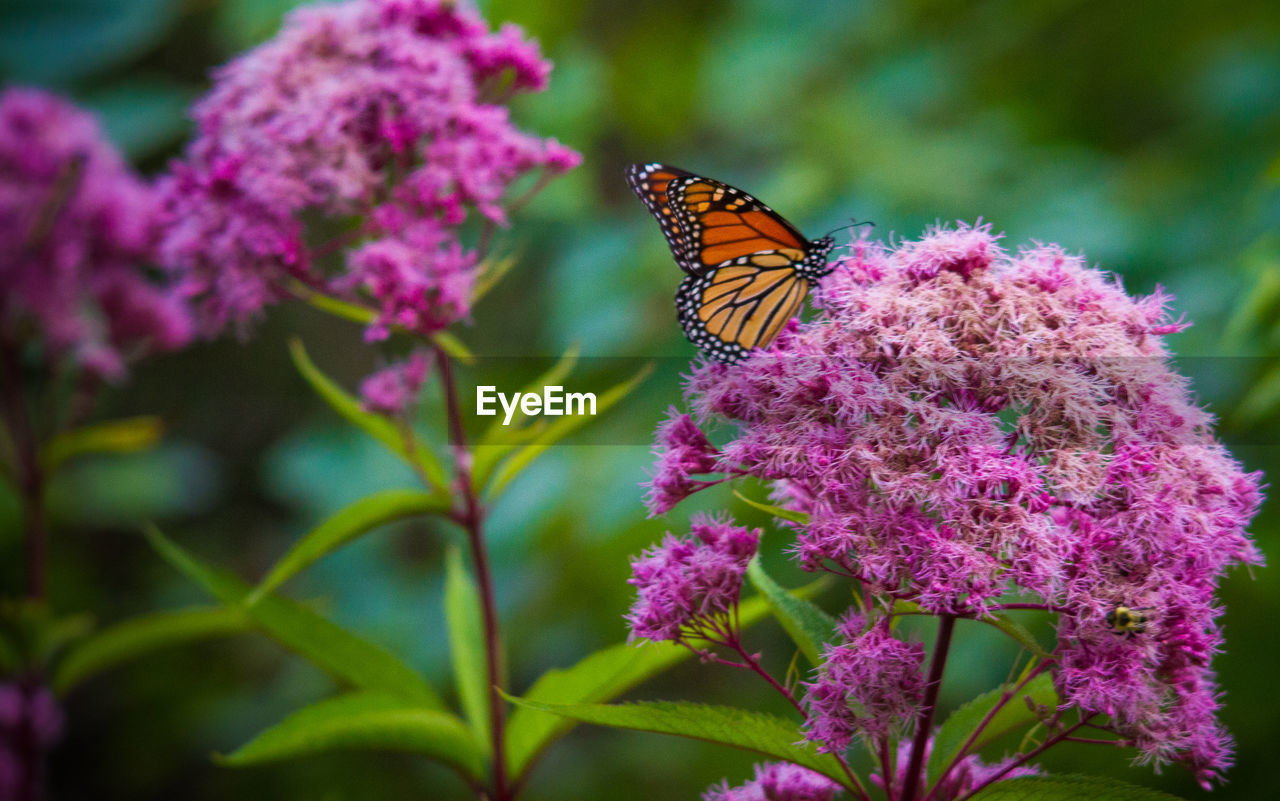 BUTTERFLY POLLINATING ON PINK FLOWER
