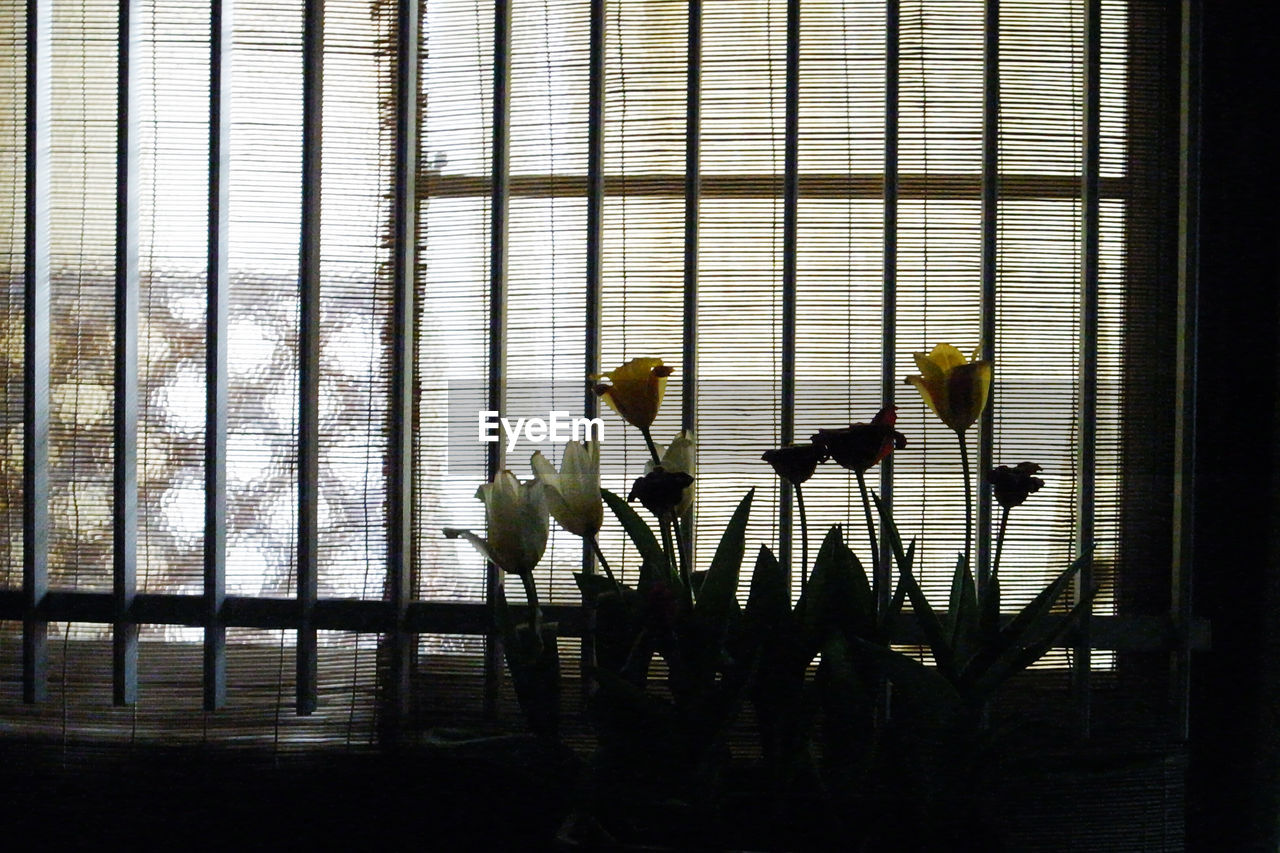 View of flowers next to window