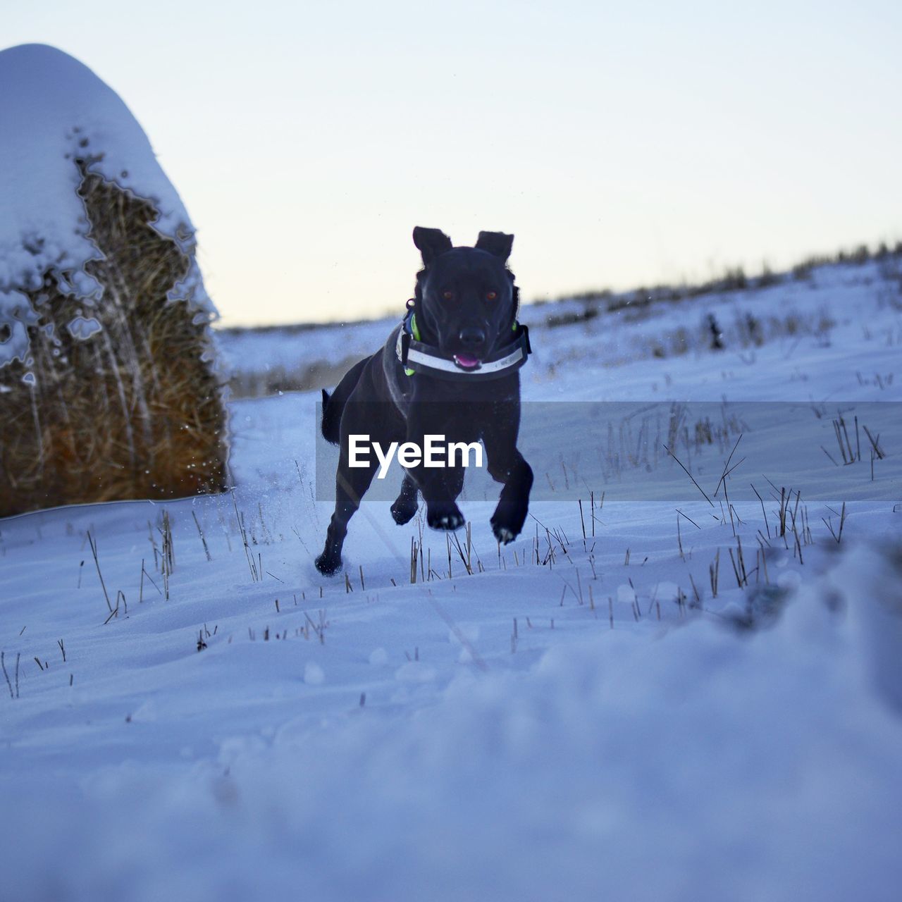 winter, dog, canine, mammal, animal, animal themes, one animal, domestic animals, pet, snow, cold temperature, running, nature, motion, sky, environment, landscape, no people, day, carnivore, outdoors, vehicle, land