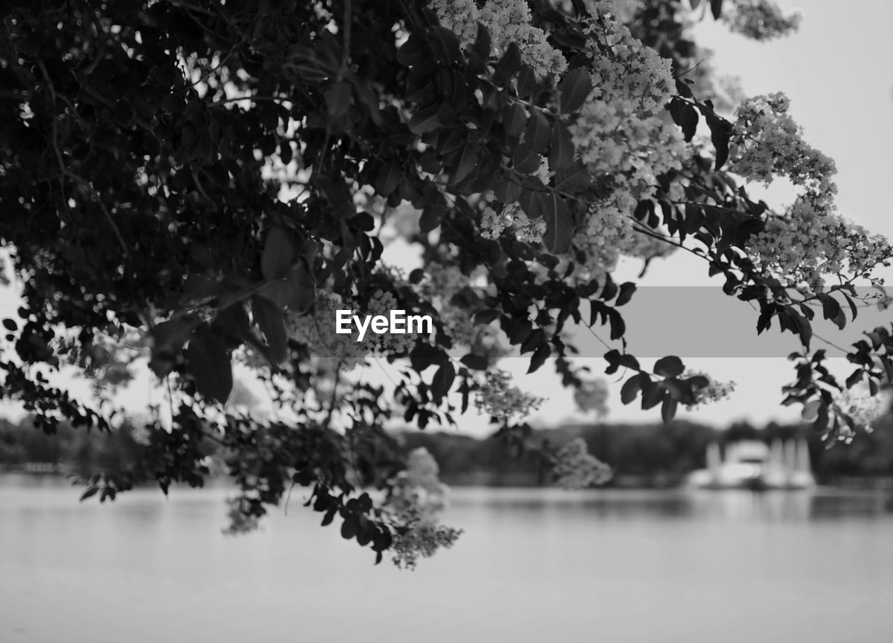 TREE BY LAKE AGAINST SKY