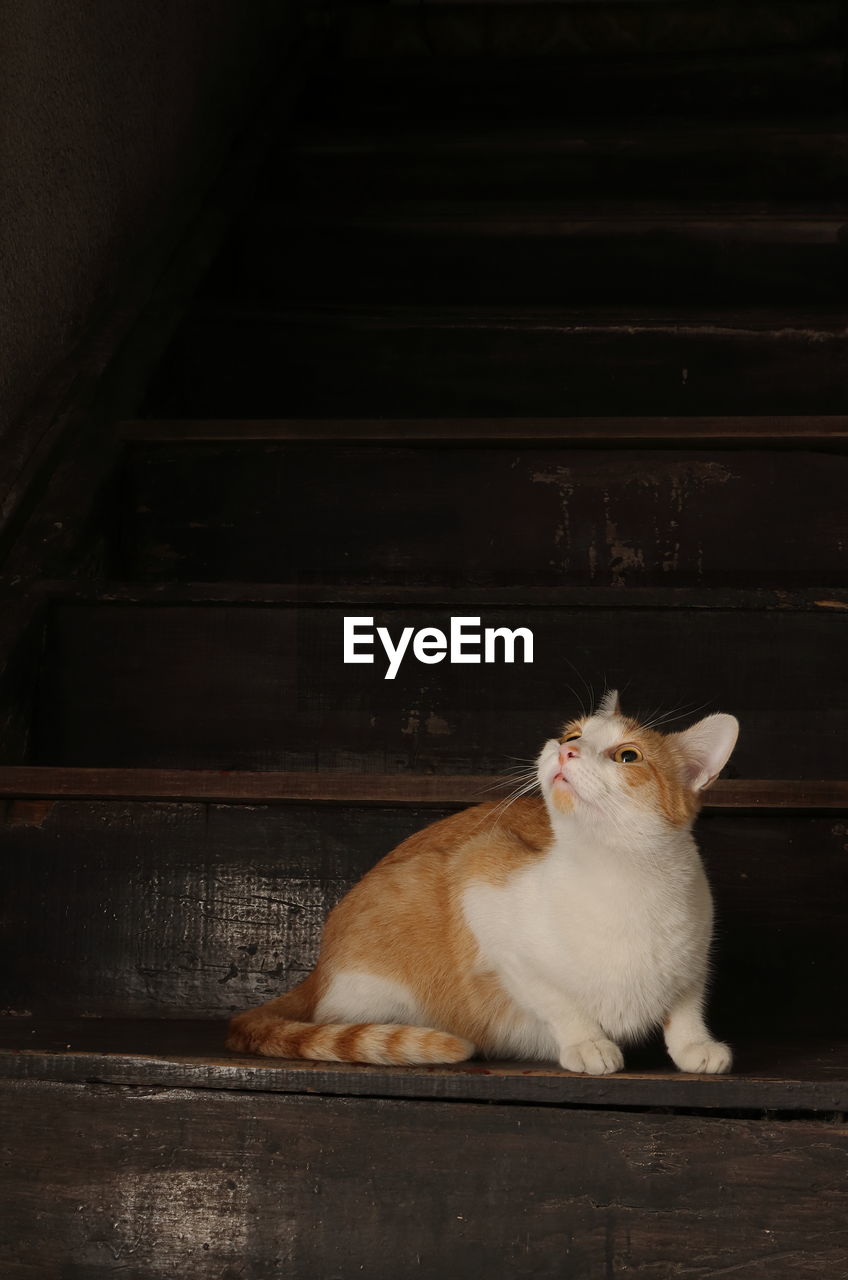 CAT RESTING ON FLOOR