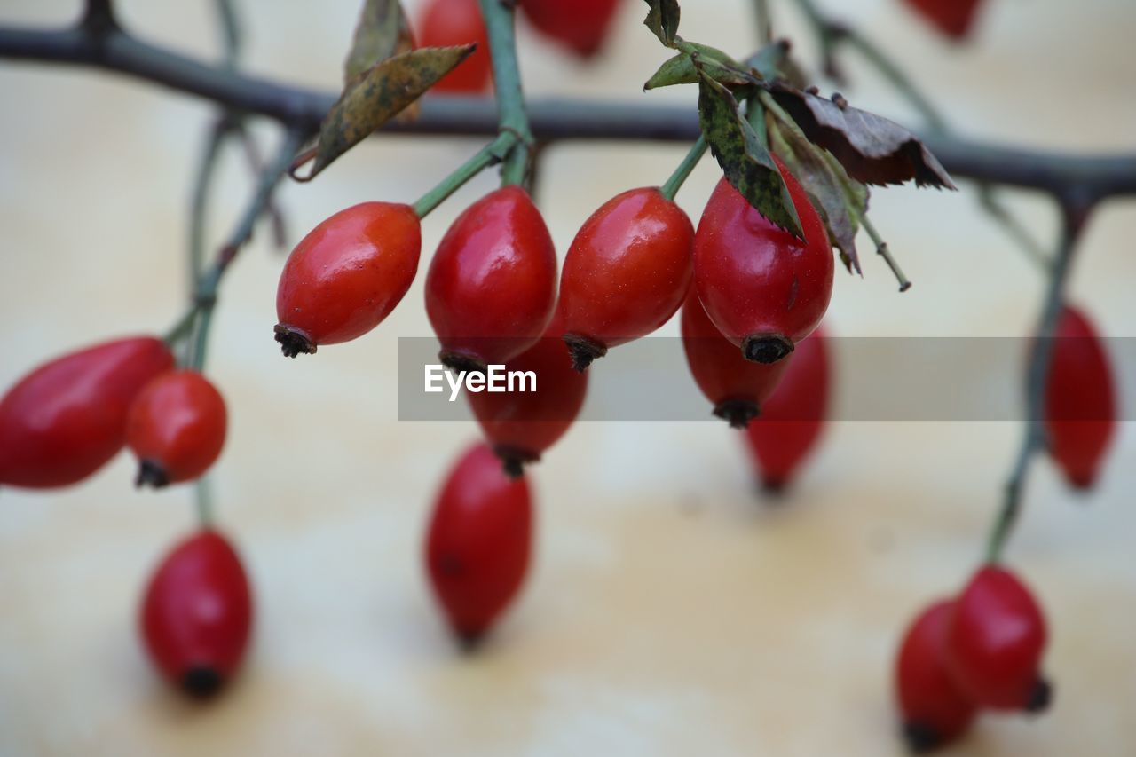 CLOSE-UP OF RED BERRIES HANGING ON TREE