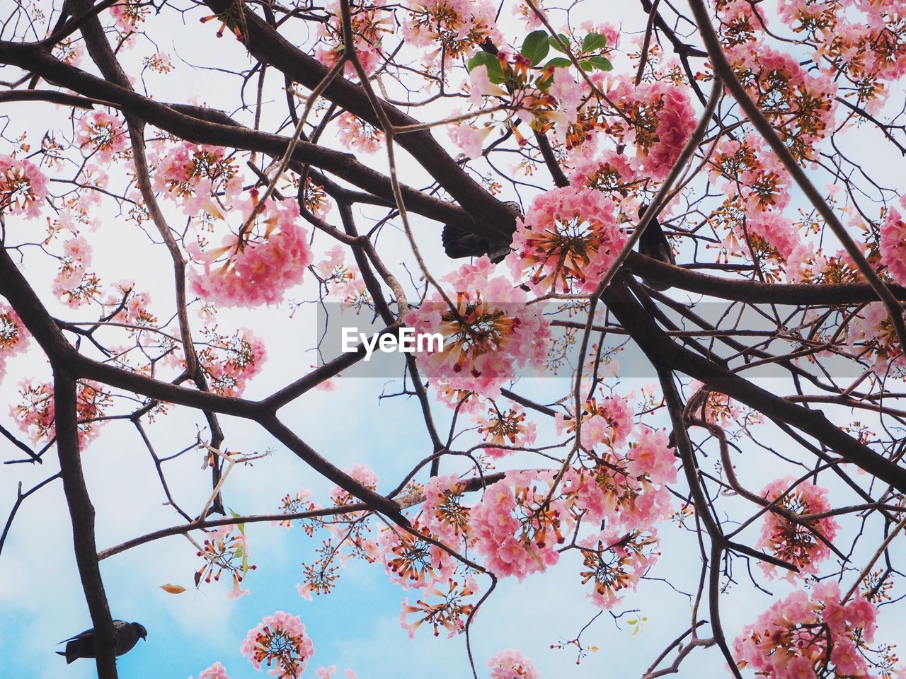 LOW ANGLE VIEW OF PINK FLOWERS ON BRANCH