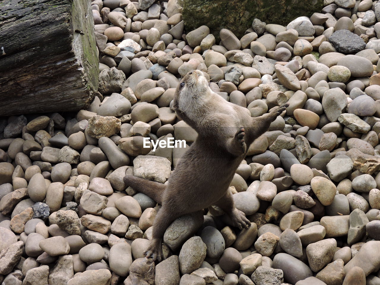 High angle view of otter rearing up on stone covered field