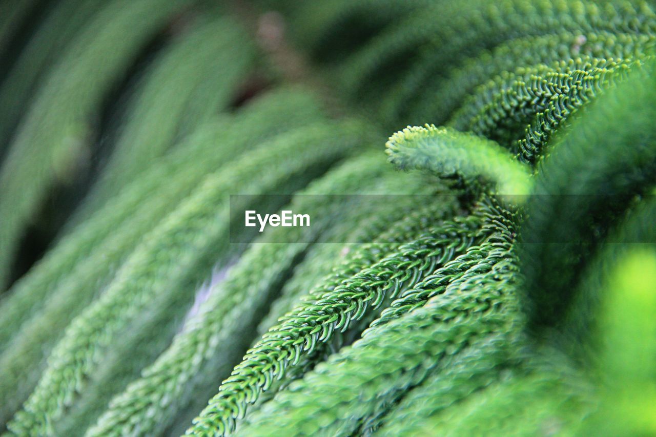 Close-up of green leaf