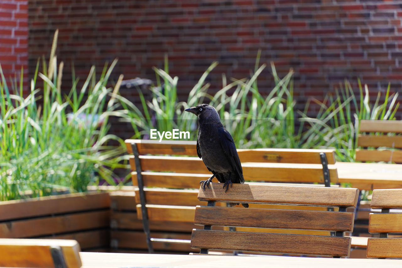 Close-up of bird perching on wood